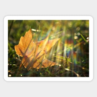 Yellow Maple Leaf in the Grass Sticker